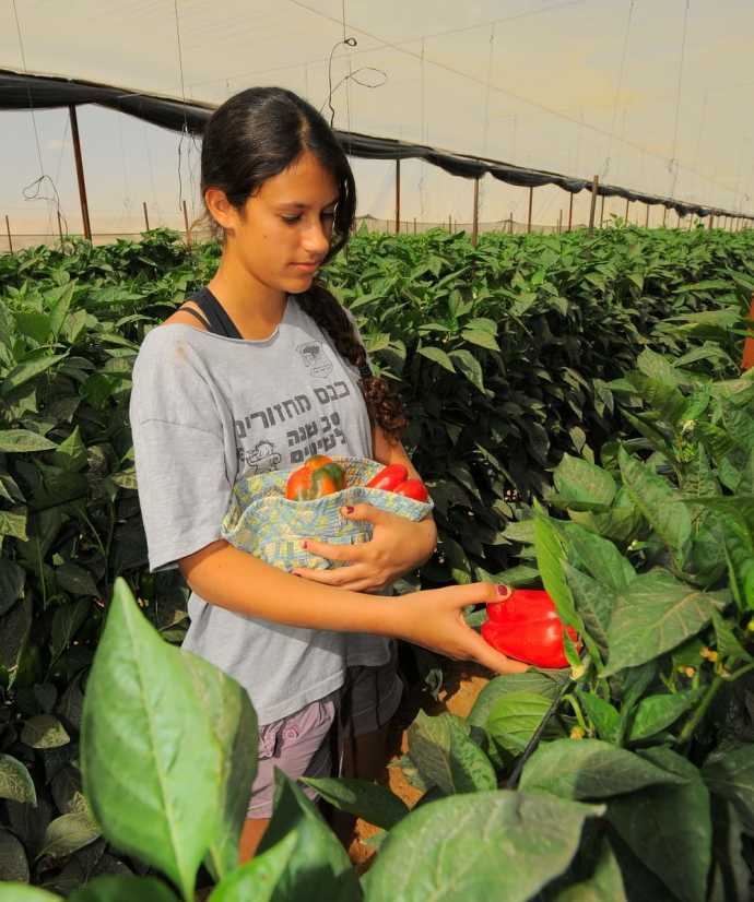קטיף פלפלים בערבה התיכונה. צילום: גלעד לבני