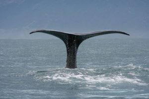 לווייתן - צילום פרי אימג